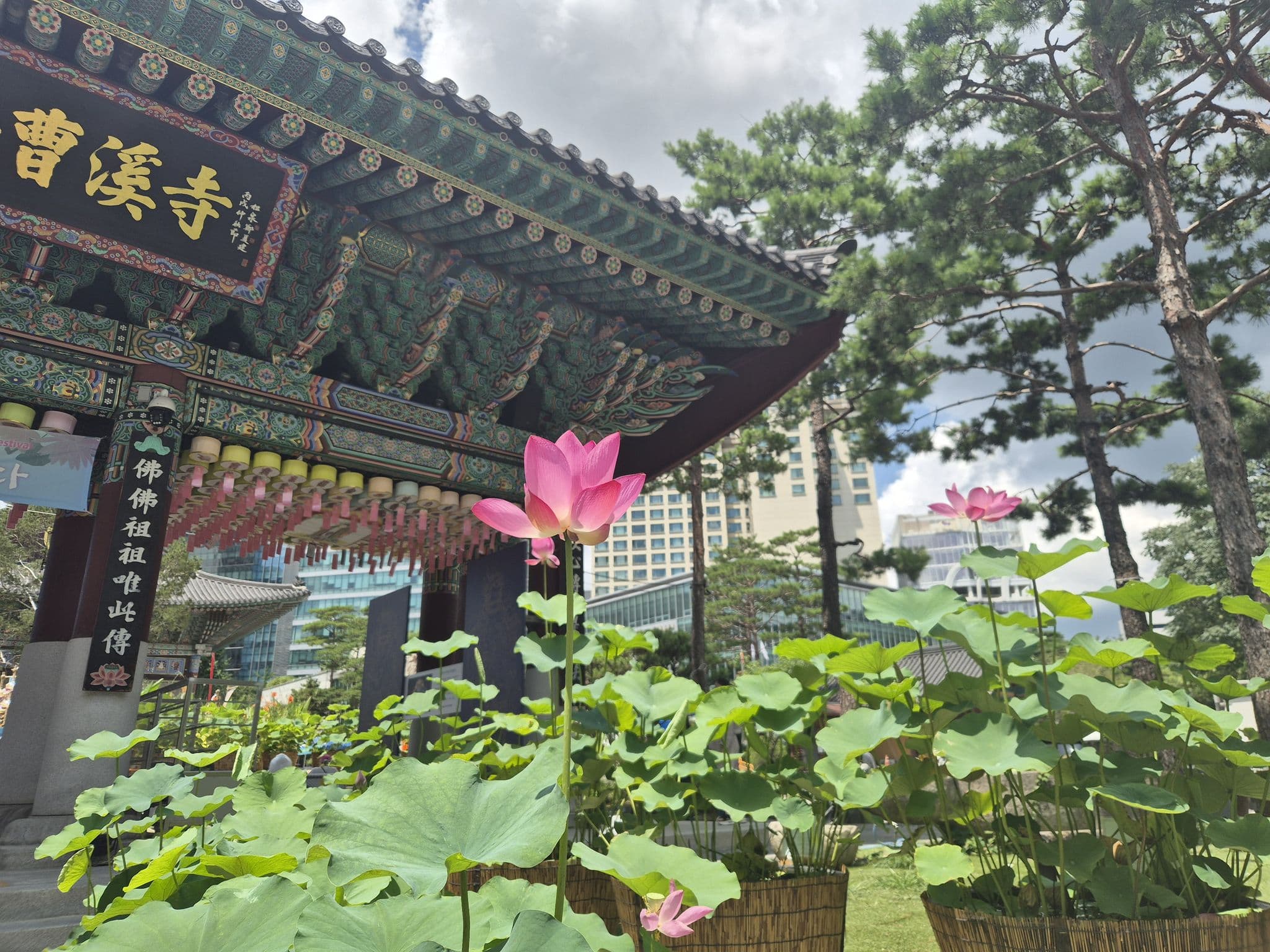 Lotus flowers at Jogyesa Temple